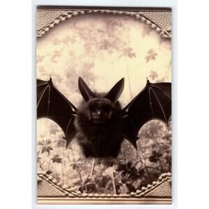 2001-Present Glossy 4x6 Halloween Bat Photo Paper Print